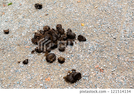 Horse feces on the ground. 121514134