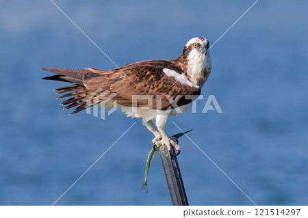 瀨戶內海的魚鷹正在吃魚 121514297
