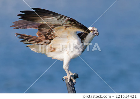 An osprey balances on a post in the Seto Inland Sea An osprey balances on a post in the Seto Inland Sea 121514421