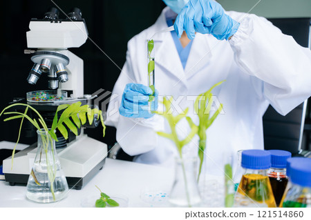 Biologist taking experiment with plants working in biochemistry laboratory. 121514860