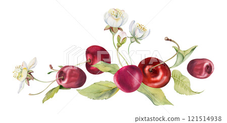 Sweet sour red cherry cerise with green leaves, white flowers, hand drawn in watercolor, berry on stems in clusters. Isolated composition illustration. Restaurant, cafe menu, wedding, farmers market 121514938