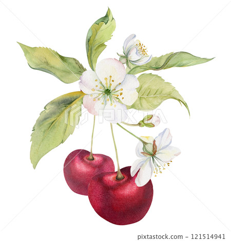 Sweet sour red cherry with green leaves, white flowers, hand drawn in watercolor, cerise berry on stems in clusters. Isolated composition illustration. Restaurant, cafe menu, wedding, farmers market 121514941