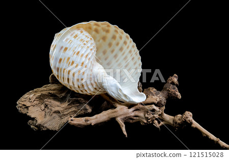 Tonna Dolium Shell on Driftwood black background 121515028