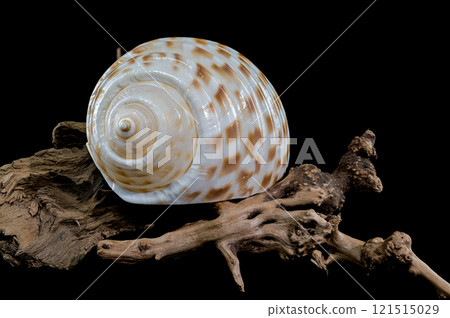 Tonna Dolium Shell on Driftwood black background Tonna Dolium Shell on Driftwood black background 121515029