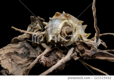 Spiny Melongena Sea Shell Close-Up on Driftwood Spiny Melongena Sea Shell Close-Up on Driftwood 121515032