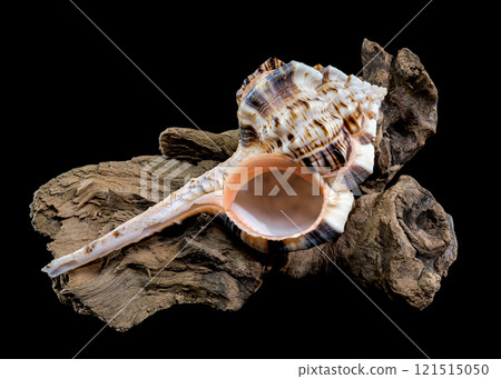 Murex Haustellum Shell on Driftwood 121515050