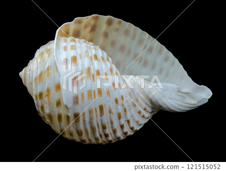 Tonna Dolium Sea Shell Close-Up on black background 121515052