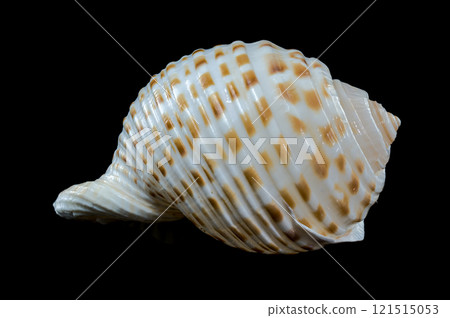 Tonna Dolium Sea Shell Close-Up on black background Tonna Dolium Sea Shell Close-Up on black background 121515053