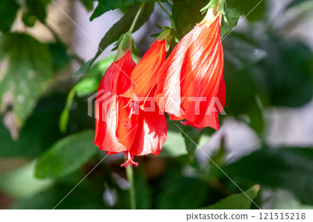 Unazuki Himefyou 也被稱為 Malbaviscus [錦葵科] 121515218