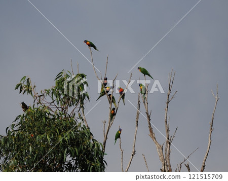 Rainbow lorikeet found at Oakwood Park, Victoria, Australia 121515709