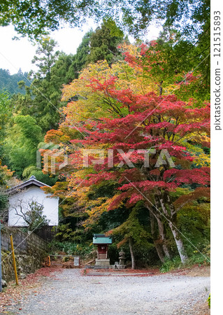 A white-walled storehouse and a shrine beneath the autumn leaves 121515893