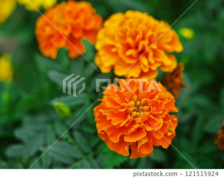 Tagetes blooming at Floralie Garden in Nagoya Hisaya Odori 121515924