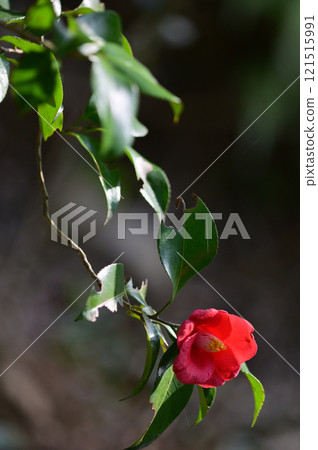 馬尾和黏土刷的特寫,閃爍著晨露 馬尾和黏土刷的特寫,閃爍著晨露 121515991