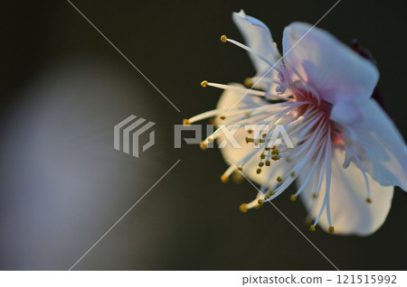 馬尾和黏土刷的特寫，閃爍著晨露 121515992