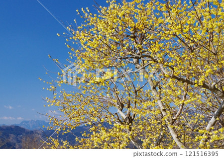 秩父/寶登山露梅 121516395