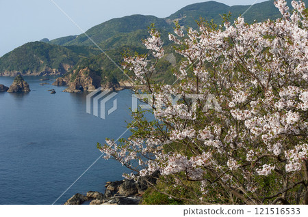 A trip to Amakusa in spring in Kumamoto Prefecture, enjoying the spectacular cherry blossoms along the coast A trip to Amakusa in spring in Kumamoto Prefecture, enjoying the spectacular cherry blossoms along the coast 121516533