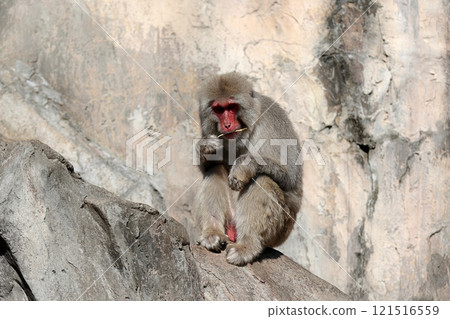 A seated Japanese macaque eating a tree branch A seated Japanese macaque eating a tree branch 121516559