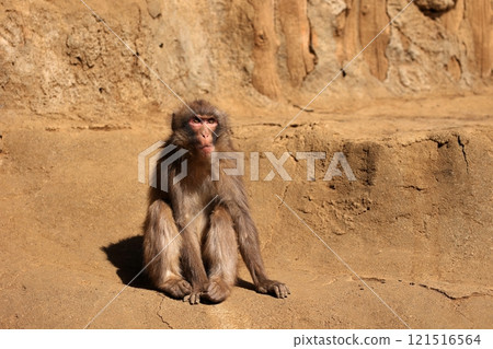 日本獼猴坐在地上抬頭仰望 121516564