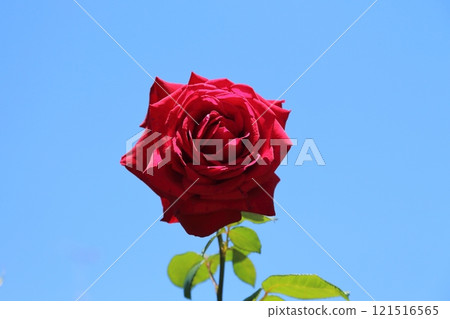 園藝玫瑰， 121516565