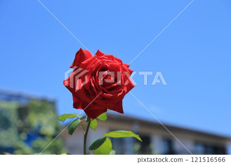 園藝玫瑰， 121516566