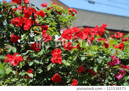 園藝玫瑰， 121516573