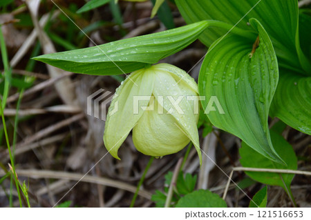 Rebun Lady's Slipper, native to Rebun Island 121516653