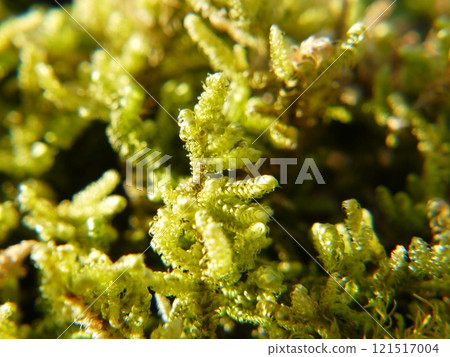 High gouge 121517004