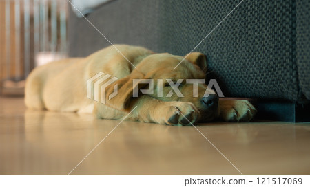 Peaceful nap of a cute labrador puppy 121517069
