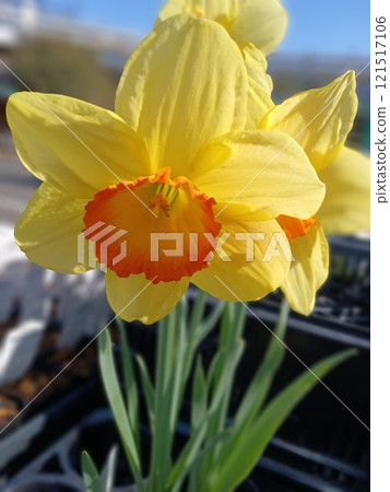 我在散步時發現的花 我在散步時發現的花 121517106