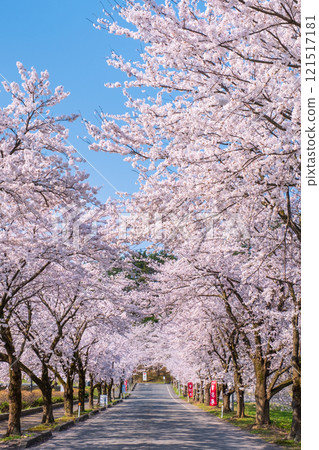 Cherry blossoms at Muramatsu park 121517181