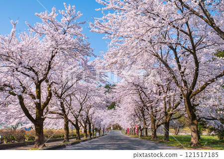 Cherry blossoms at Muramatsu park 121517185