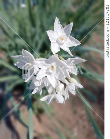 Flowers I found during a walk 121517203
