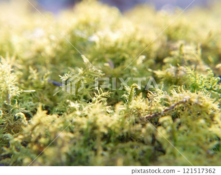 Shinobugoke 121517362