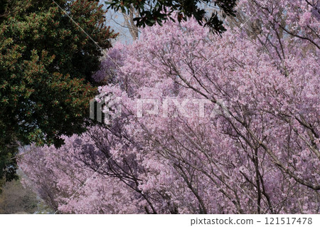 櫻花樹盛開綠葉的春天景色 121517478