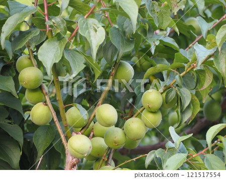 A lot of plum fruits ripen A lot of plum fruits ripen 121517554