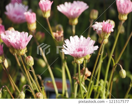 歸化植物桃色蒲公英 121517577