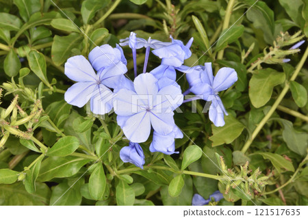 Blue-and-white pine tree at the Sky Farm Blue-and-white pine tree at the Sky Farm 121517635
