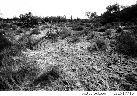 Film Image Sonora Desert Arizona Monochrome Film Image Sonora Desert Arizona Monochrome 121517710