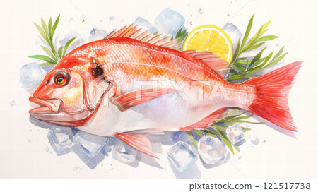 Fresh sea bream painted in watercolor 121517738