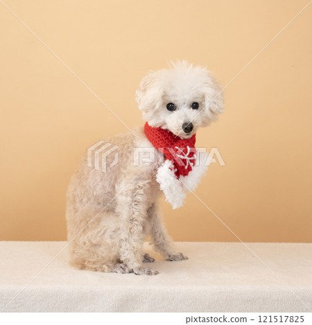 Beige bag, Christmas tree and white toy poodle wearing a scarf Beige bag, Christmas tree and white toy poodle wearing a scarf 121517825