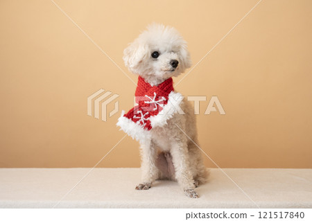 White toy poodle with beige bag and scarf 121517840