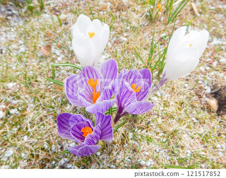 Crocus in the garden, Nagano Prefecture 121517852