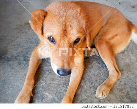 Puppy looking up, Kota Kinabalu 121517853