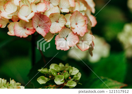 Pink hortensia panicled flower blooms with green leaves is flowering in spring, summer garden. Floral beauty in springtime. Bright flowers macro bloom 121517912