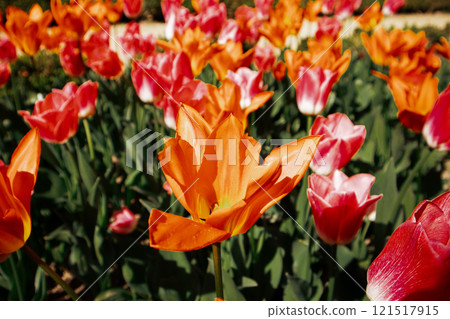 Pink and orange tulips in a springtime. Multicolored floral blossoms. Bulb plants in bloom. Springtime nature. Stunning spring flowers on a flowerbed. Pink and orange tulips in a springtime. Multicolored floral blossoms. Bulb plants in bloom. Springtime nature. Stunning spring flowers on a flowerbed. 121517915