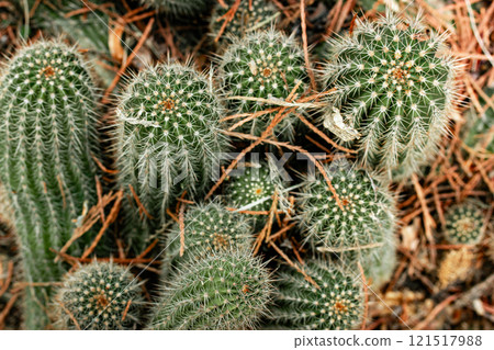 Background of cactuses top view selective focus. Cactus spines closeup. Mammillaria cactus. Echinopsis spachiana. Torch cactus. Dessert plants. Background of cactuses top view selective focus. Cactus spines closeup. Mammillaria cactus. Echinopsis spachiana. Torch cactus. Dessert plants. 121517988
