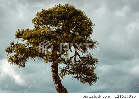 Lone pine tree against gloomy blue grey sky. Japanese bonsai lonely coniferous tree potted with zen in a garden. Growing miniature trees outdoors. Lone pine tree against gloomy blue grey sky. Japanese bonsai lonely coniferous tree potted with zen in a garden. Growing miniature trees outdoors. 121517989