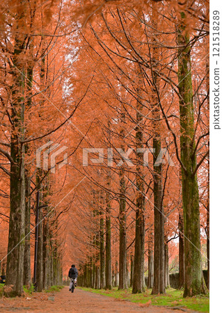 Kanazawa City, Taiyogaoka New Town, suburban metasequoia tree line 121518289