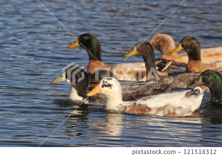 Ducks Swimming in Lake Tyler at Marina near Whitehouse Texas 121518312