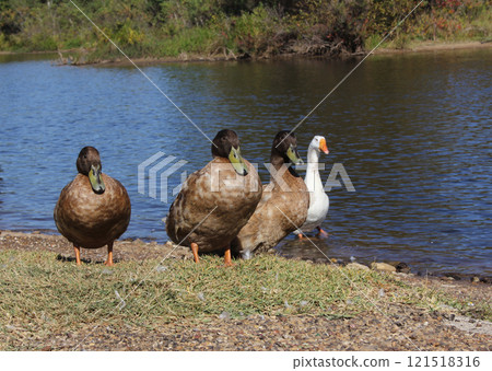 Ducks and Goose on Shore of Lake Tyler in Rural East Texas 121518316
